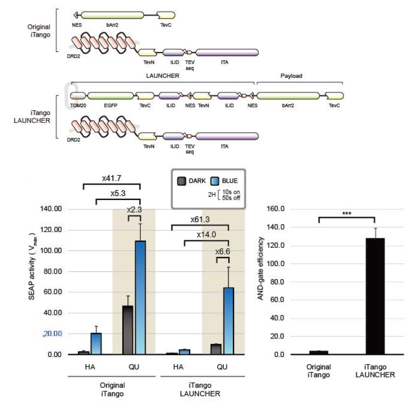 SEAP assay를 이용한 original iTango와 iTango LAUNCHER의 성능 비교
