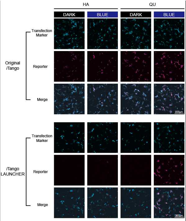형광 리포터를 이용한 original iTango와 iTango LAUNCHER의 성능 비교 마젠타(MAGENTA): 리포터 형광단백질, 사이안(CYAN): 트란스펙션 마커, 스케일바: 200μm