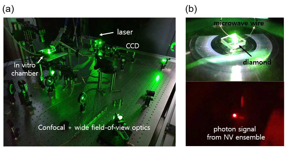 (a) 다이아몬드 NV 센터를 이용한 in vitro 측정 장치 전체 사진, wide field-of view + confocal 광학 섿업. (b) 다이아몬드 양자센서 파트 확대 이미지. 아래 이미지는 NV 앙상블에서 나오는 600 – 800 nm 파장대 광학신호 이미지