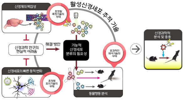 초정밀 활성신경세포 추적 기술의 필요성