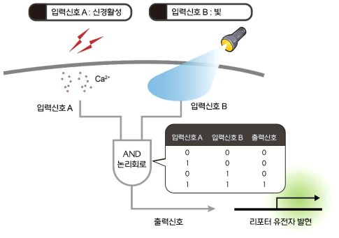 빛과 신경활성에 반응하는 유전자발현 시스템