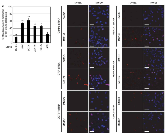 CED 인자가 proteotoxic stress에 의해 유도되는 세포사멸에 미치는 영향