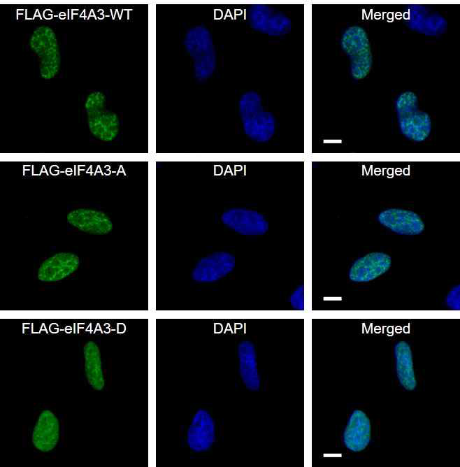 eIF4A3 인산화 돌연변이의 세포내 위치