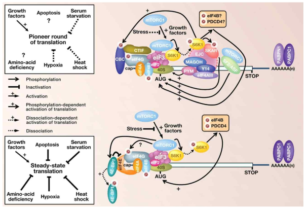 CBC 의존적 번역과 eIF4E 의존적 번역의 조절 차이