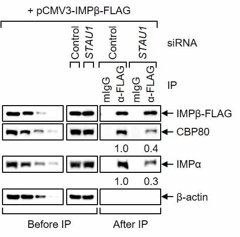 STAU1에 의한 importin-beta와 CBP80 간의 결합 조절을 보여주는 실험 결과