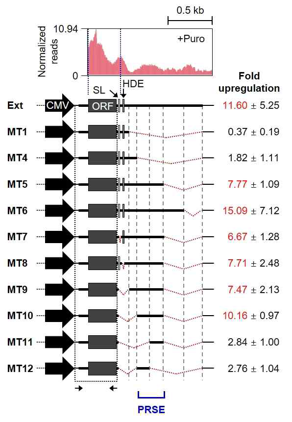 poly(A)를 가지는 replication-dependent histone mRNA에 존재하는 motif 발굴