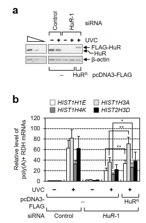 HuR-PRSE 특이적 결합을 보여주는 RNA-IP