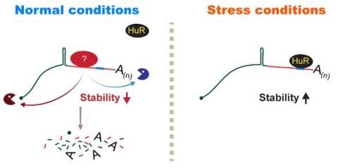 HuR-PRSE 특이적 결합에 의한 replication-dependent histone mRNA 안정성 조절 기전