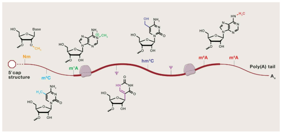 다양한 mRNA modification