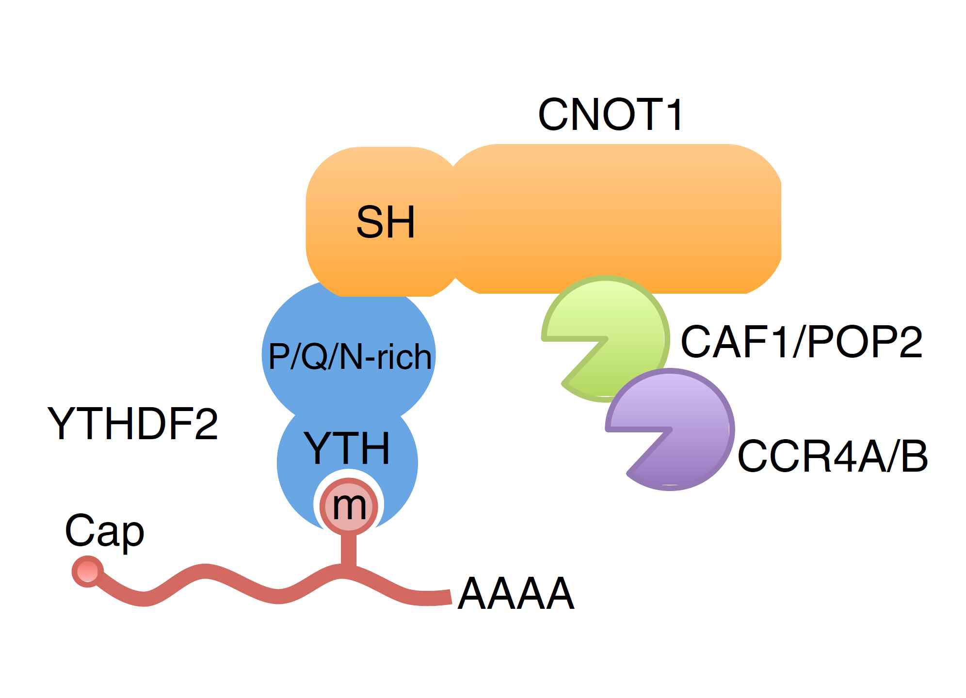 지금까지 알려진 m6A mRNA 제거 기전