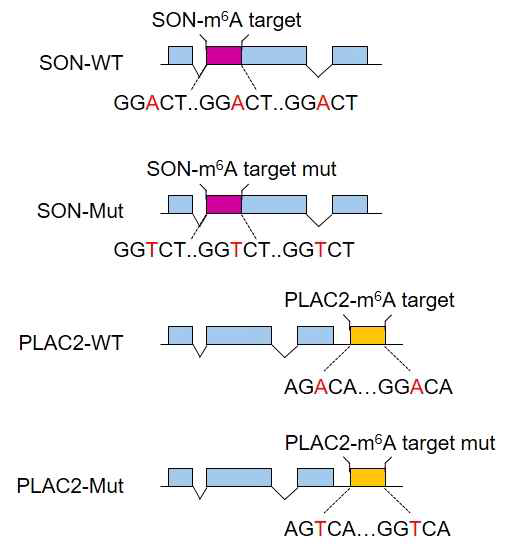 m6A mRNA 리포터