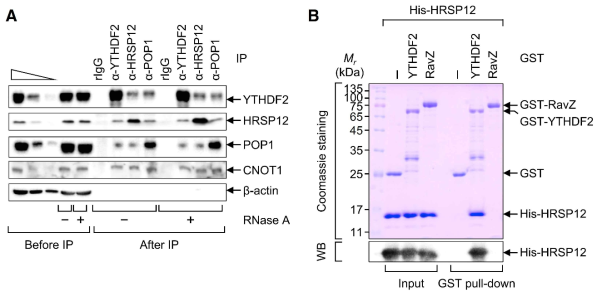 YTHDF2-HRSP12-RNase P/MRP complex 상호 결합을 보여주는 immunoprecipitation 실험(A) 과 in vitro GST pull-down 실험 결과(B)