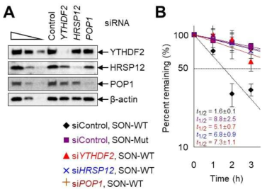 YTHDF2, HRSP12, RNase P/MRP complex에 의한 m6A mRNA의 제거를 보여주는 실험 결과