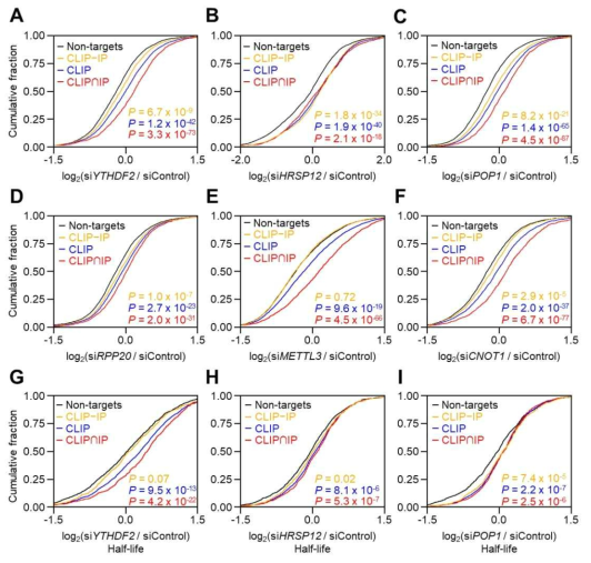 YTHDF2, HRSP12, RNase P/MRP complex가 전사체 수준에서 m6A mRNA 안정성에 미치는 영향