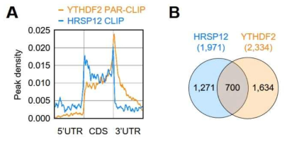 HRSP12와 YTHDF2가 결합하는 mRNA의 상대적인 비교