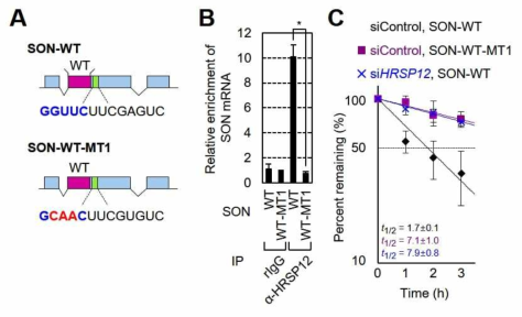 HRSP12 결합 모티프를 가지는 또는 가지지 않는 리포터 mRNA를 이용하여 immunoprecipitation 및 반감기 측정