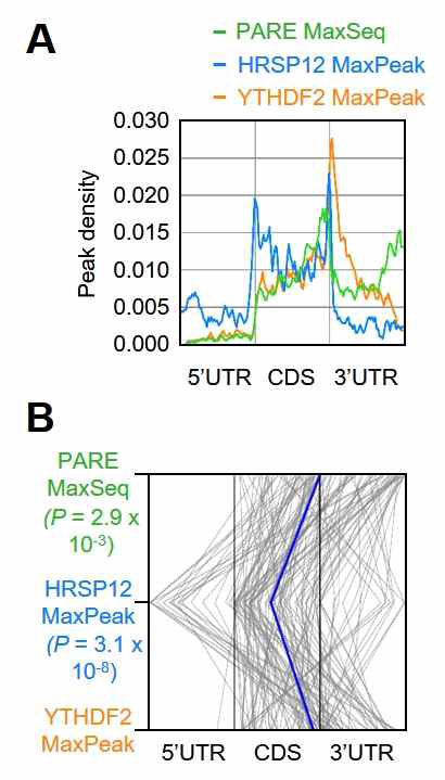 PARE-seq, YTHDF2 결합 위치 및 HRSP12 결합 위치의 비교