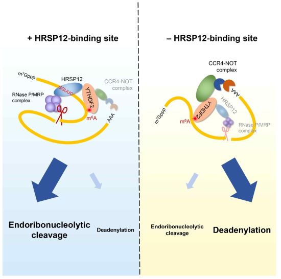 HRSP12 결합 여부에 따른 m6A mRNA 제거 기전