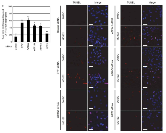 CED 인자가 proteotoxic stress에 의해 유도되는 세포사멸에 미치는 영향