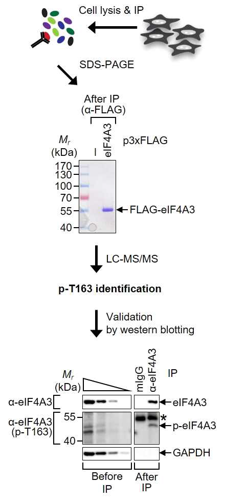 eIF4A3 T163의 인산화 규명