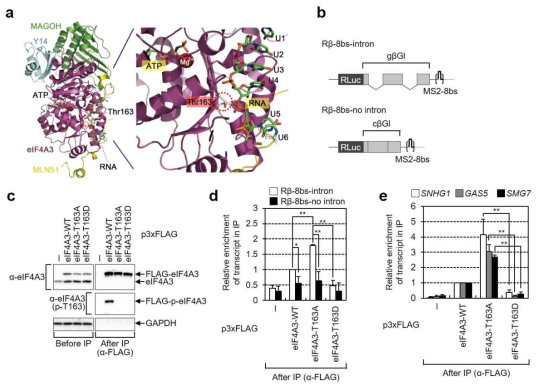 eIF4A3 T163의 인산화에 따른 RNA 결합능력의 상실