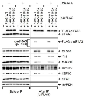 eIF4A3 T163의 인산화에 따른 EJC 형성의 저해