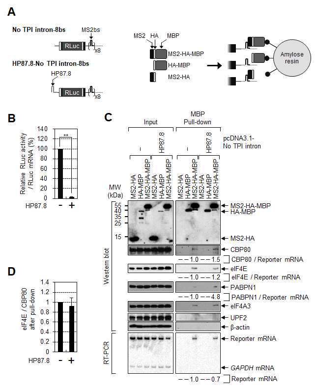 RNA-IP를 이용한 CBC-eIF4E 치환 모니터링