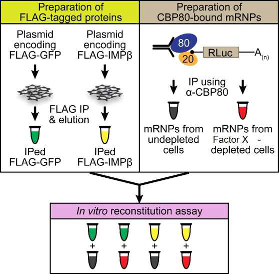 CBC-eIF4E 치환 모니터링을 위한 in vitro 시스템