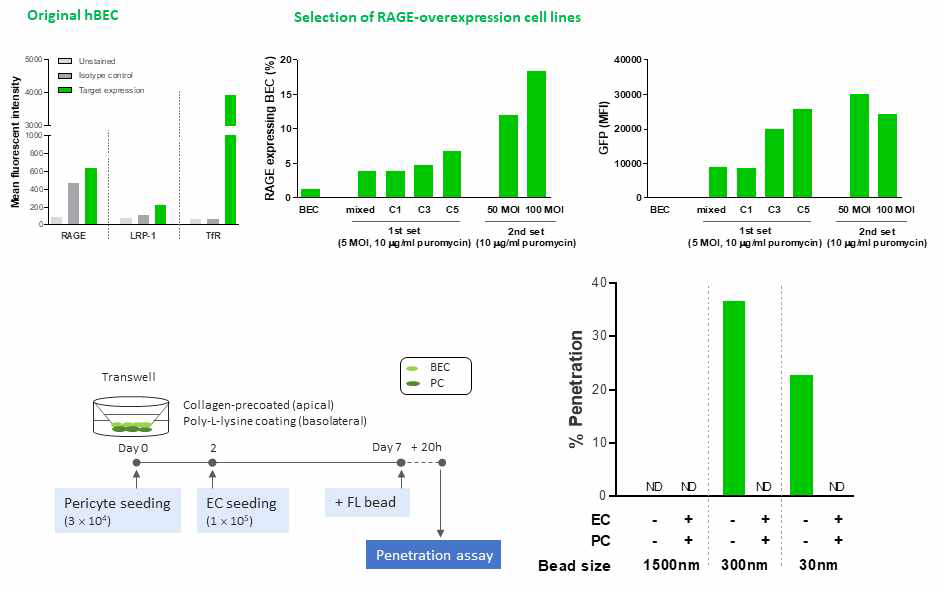 RAGE 과발현 human brain endothelial cell line 구축