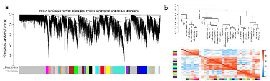 Dendrogram of gene modules for mRNA network and module-module correlation heatmap