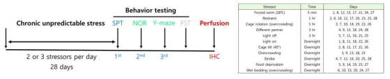 우울증 유도 동물 모델 개발 및 우울증 및 인지 기능 행동 실험