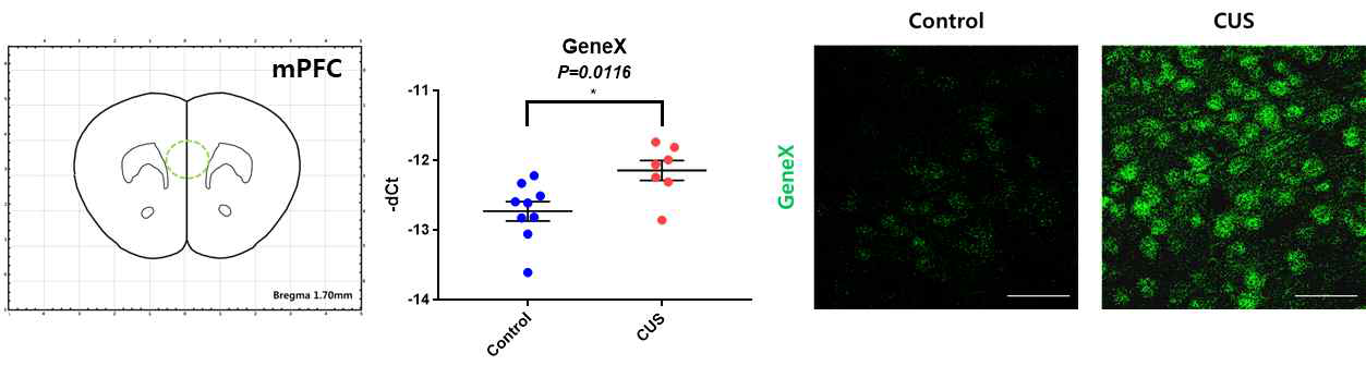 CUS에 의해 나타나는 마우스 내측전전두엽피질에서의 표적유전자 발현증가