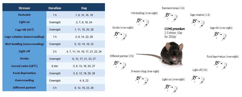 우울증 동물모델 확립을 위한 만성 미예측성 스트레스 일정