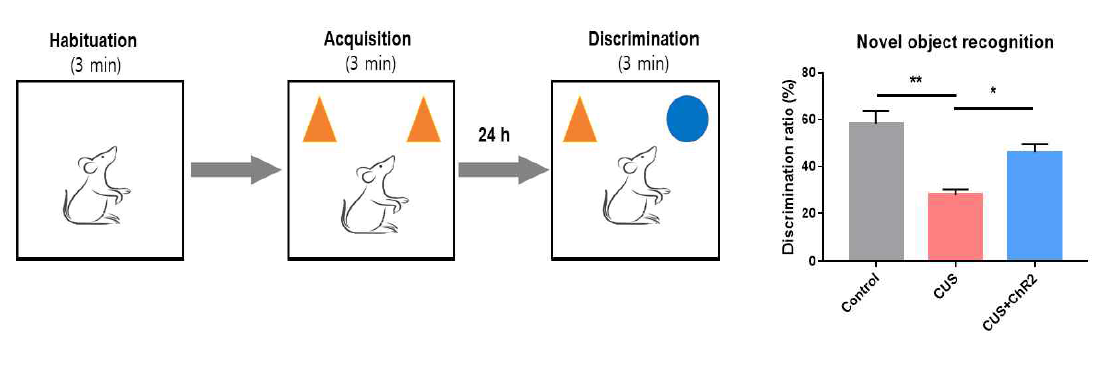 Novel object recognition test에서 광유전학 기법의 적용