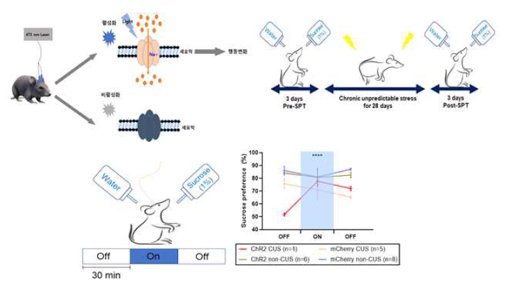 의 광유전학적 기법에 의한 CUS 유도 우울증 행동의 회복