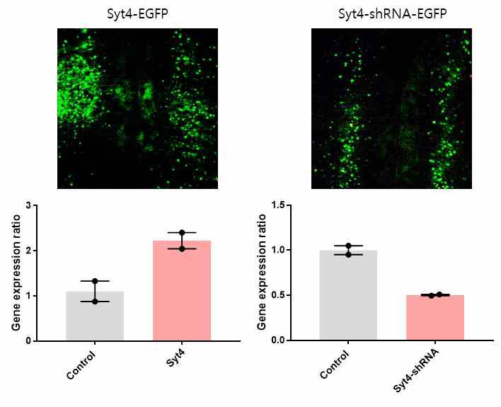 PFC에서 syt4의 과발현 및 억제 바이러스 접종 후 syt4 mRNA 발현량 변화