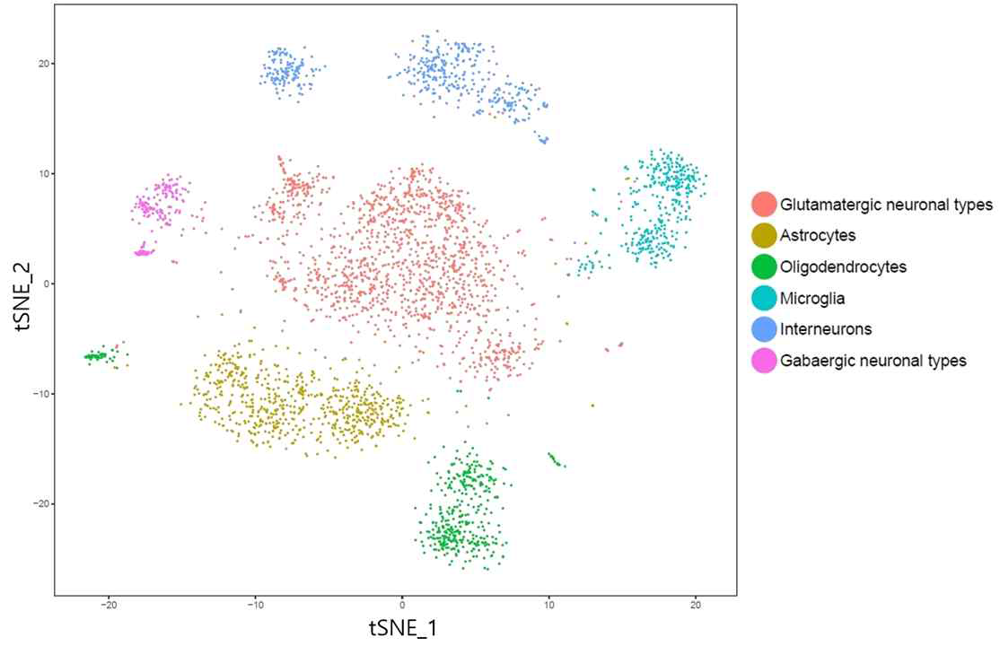 단일 신경세포 특이적 전사체 분석을 통한 전전두엽의 신경세포들의 유형별 clustering 결과