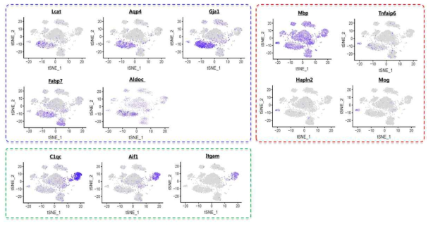 단일 신경세포 특이적 전사체 분석을 통한 PFC 비신경세포들의 분류. Astrocytes (청색), Oligodendrocytes (적색), Microglia (녹색)