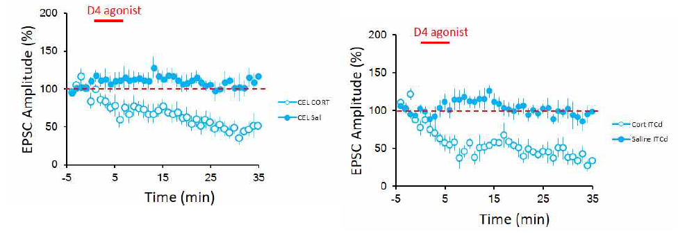 편도체 측핵에 추체신경세포 (Pyramidal neuron)에서 ITCd와 CEl로의 흥분성 신호세기가 도파민 수용체4 길항제 (D4 agonist)에 의해 감소현상이 CORT 복강주사군에서 특이적으로 발견됨