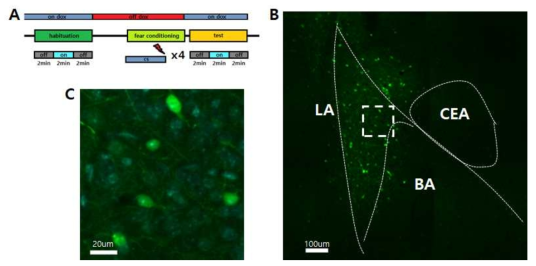 c-fos tTA 유전자 변형 마우스와 Tet-Off 시스템을 함께 사용하여 편도체의 측핵에서 공포 조건화 학습에 의해 활성화 된 세포를 표지함