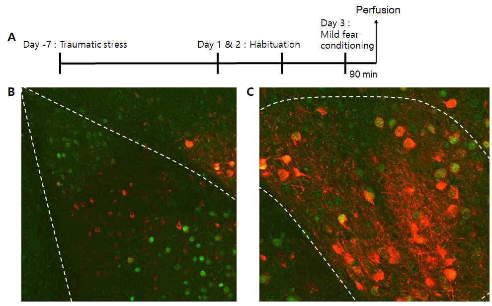 Stress-induced PTSD 마우스모델에서의 활성 신경세포 표지. (A) 트라우마 스트레스를 통한 PTSD 마우스모델 실험방법 요약. (B) 편도체 측핵에서의 활성세포 표지. (C) 편도체 중심핵에서의 활성세포 표지. 초록, 공포조건화 학습으로 인해 활성화 된 신경세포; 빨강, 트라우마 스트레스로 인해 활성화된 신경세포