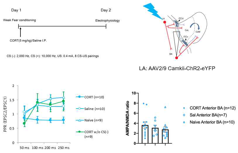 CORT-induced PTSD 동물모델과 대조군 사이의 편도체 내 시냅스 가소성 비교. CORT-induced PTSD 모델에서만 편도체 측핵 추체신경세포의 시냅스 내 신경전달물질 분비 비율이 높은 것으로 나타남