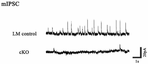 ErbB4 KO PTSD 동물모델의 편도체 중심핵 내 억제성 뉴런의 mIPSC 비교. ErbB4 KO 마우스의 경우 시냅스 내 소낭 속 신경전달물질의 양이 적고, 분비 빈도가 적은 것을 확인함