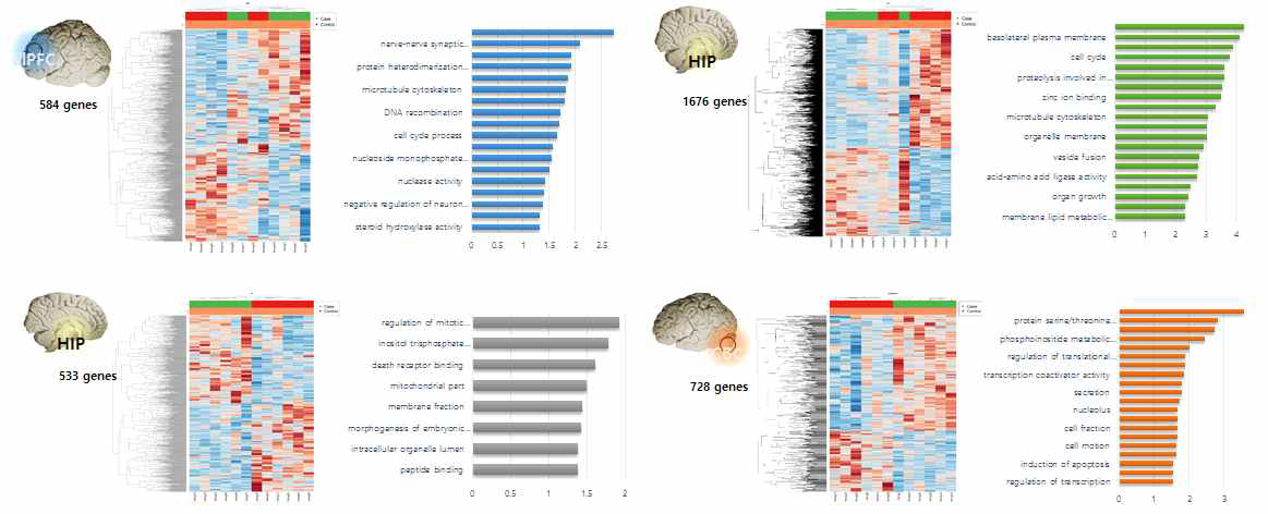 DEG analysis in each brain region and GO analysis