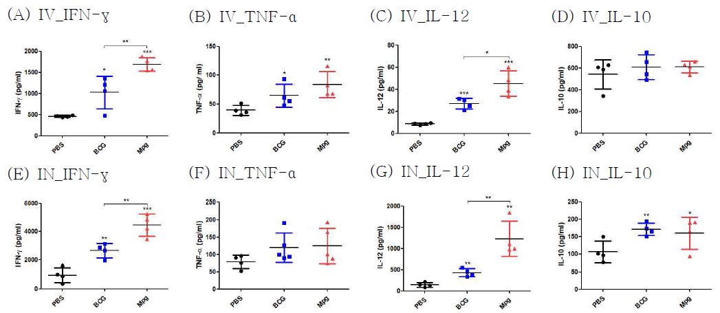 BCG 및 Mpg 면역 후, Mab를 감염시킨(IV or IN) 마우스의 폐와 비장세포를 Mab의 whole cell lysate (5 μg/ml)로 자극시켜, (A, E) IFN-γ, (B, F) TNF-α, (C, G) IL-12 및 (D, H) IL-10에 대한 ELISA를 수행하여 비교한 그래프. P value는 student’s t-test로 평가함. PBS군과의 통계학적 평가 결과는 각 군에 해당하는 그래프 상단에 표기함. *, P < 0.05; **, P < 0.01; ***, P < 0.001