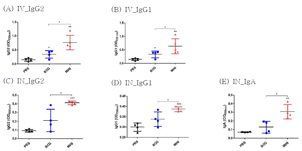 BCG 및 Mpg 면역 후, Mab를 감염시킨(IV or IN) 마우스의 혈청과 BALF에서 Mab 특이적인 (A, C) IgG2, (B, D) IgG1, (E) IgA의 발현 양상을 ELISA로 수행한 결과. P value는 student’s t-test로 평가함. PBS군과의 통계학적 평가 결과는 각 군에 해당하는 그래프 상단에 표기함. *, P < 0.05; **, P < 0.01; ***, P < 0.001