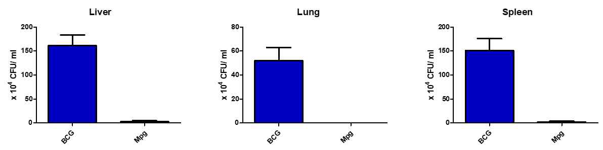 BCG 및 Mpg 균의 마우스 감염 시 (IV route, 1x106 CFU), 각 장기 별 CFU 측정 결과