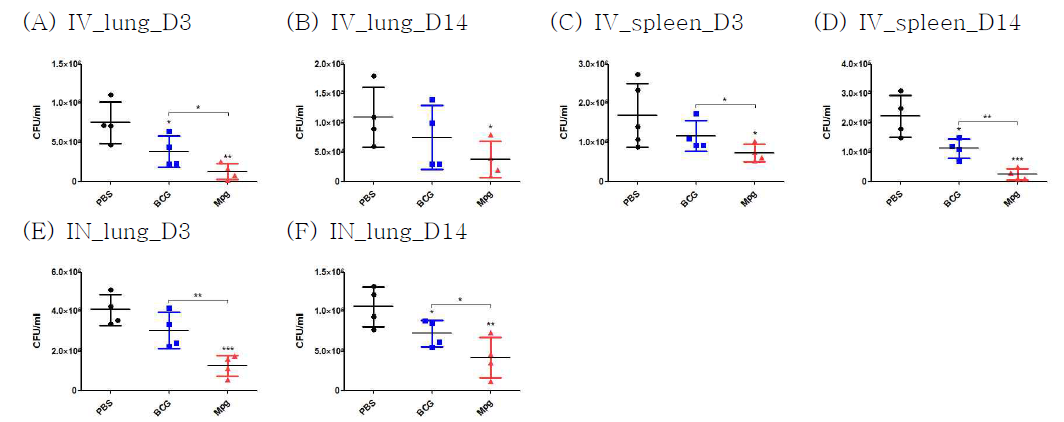BCG 및 Mpg 면역 후, Mab를 감염시킨(IV or IN) 마우스의 폐와 비장에서의 균수를 확인한 그래프. D3, 감염 후 3일 째 결과. D14, 감염 후 14일 째 결과. P value는 student’s t-test로 평가함. PBS군과의 통계학적 평가 결과는 각 군에 해당하는 그래프 상단에 표기함. *, P < 0.05; **, P < 0.01; ***, P < 0.001
