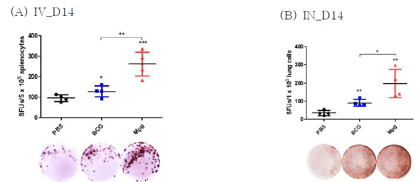 BCG 및 Mpg 면역 후, Mab를 감염시킨(IV or IN) 마우스의 폐와 비장세포를 Mab의 whole cell lysate (5 μg/ml)로 자극시켜 IFN-γ를 발현하는 세포 수를 ELISPOT으로 확인한 결과. P value는 student’s t-test로 평가함. PBS군과의 통계학적 평가 결과는 각 군에 해당하는 그래프 상단에 표기함. *, P < 0.05; **, P < 0.01; ***, P < 0.001