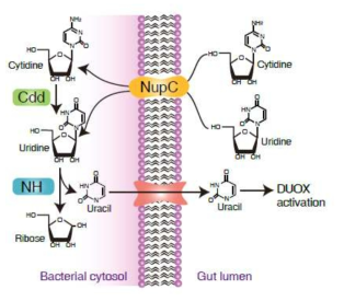 Pathobiont에서만 보전되어있는 Nucleside 대사 관련 유전자의 기능을 예측한 모식도